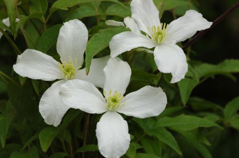Clematis 'montana'